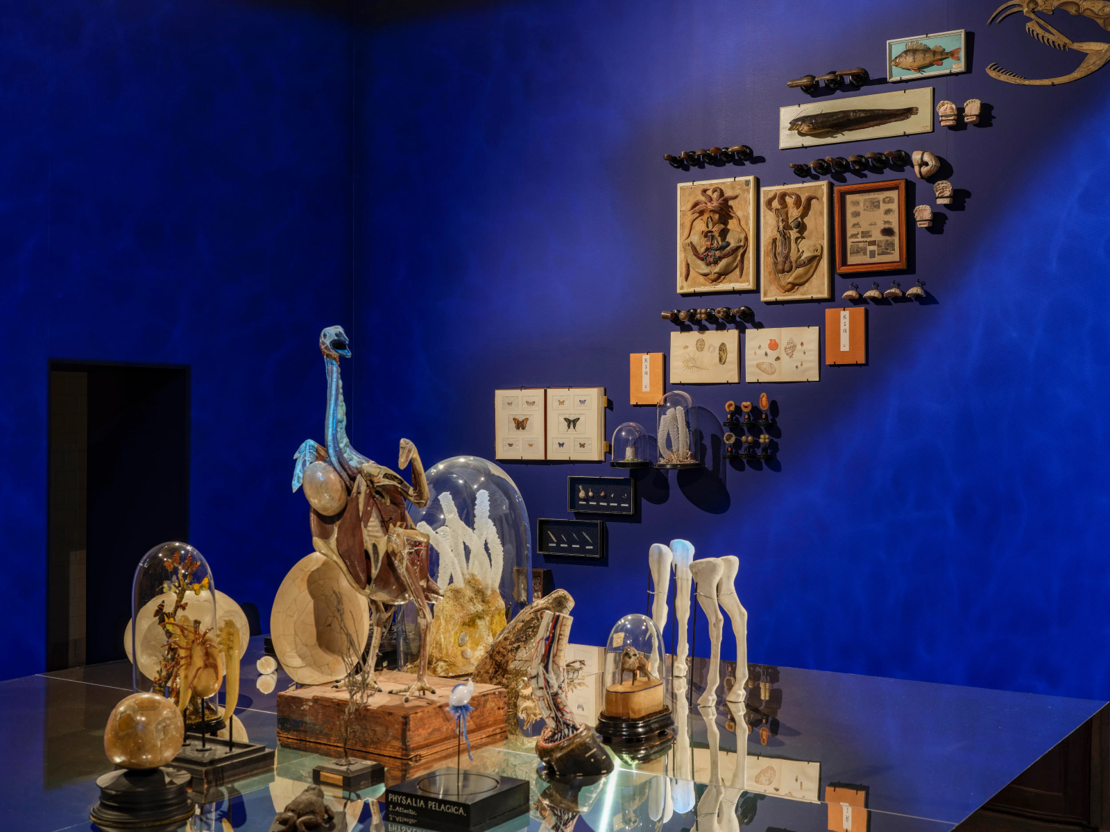 Ekspozycja „A Cabinet of Wonders. A Celebration of Art in Nature”. (Fot. Dzięki uprzejmości Musei Archeologici Nazionali di Venezia e della Laguna)