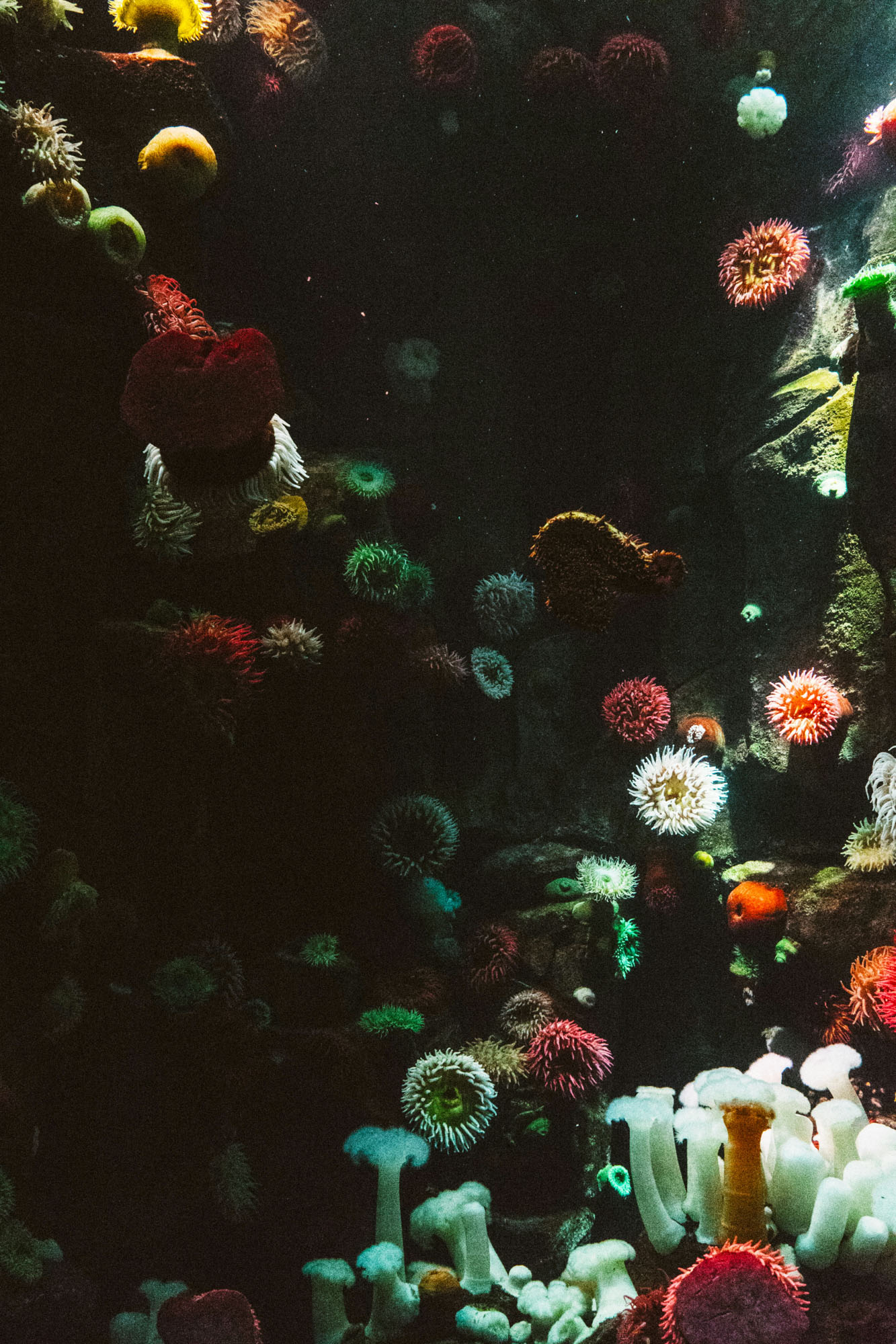 Każde nurkowanie to rodzaj flow, skupienia się wyłącznie na tu i teraz. (Fot. Scott Webb / Unsplash.com)