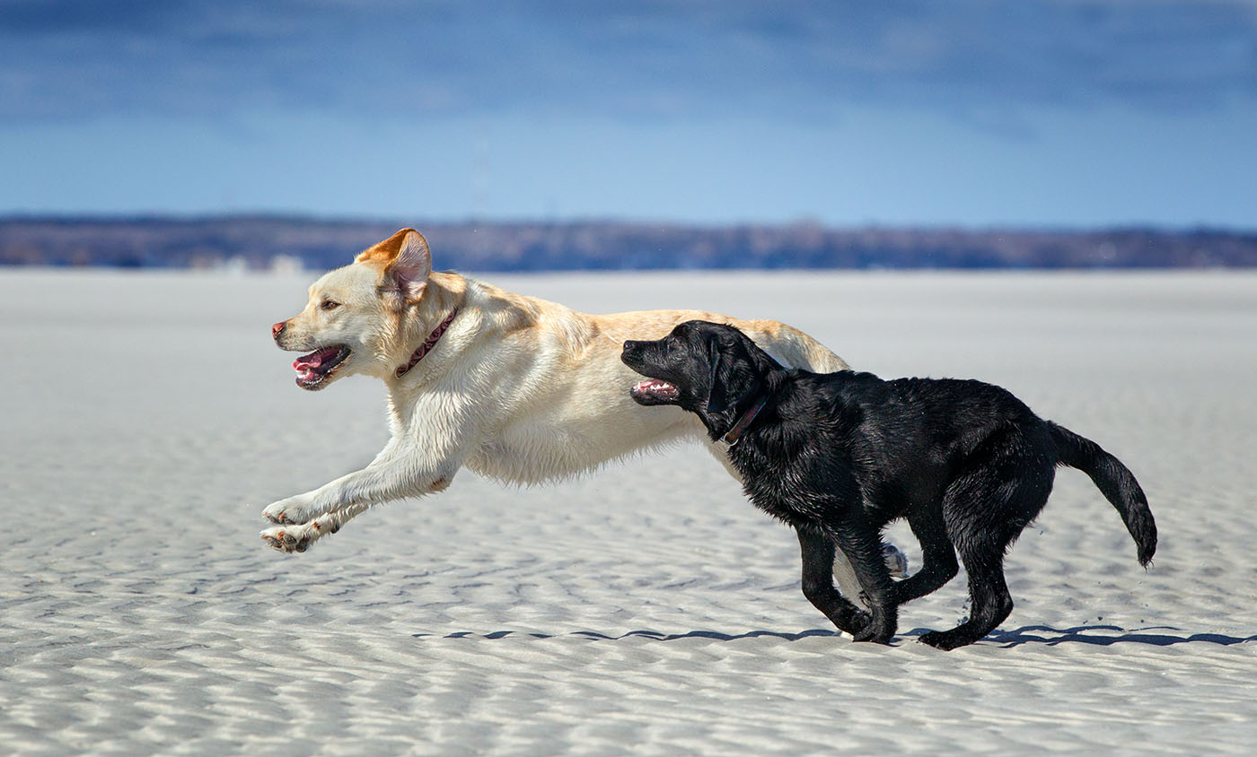 Biegnące po plaży psy rasy labrador (Fot. Getty Images)