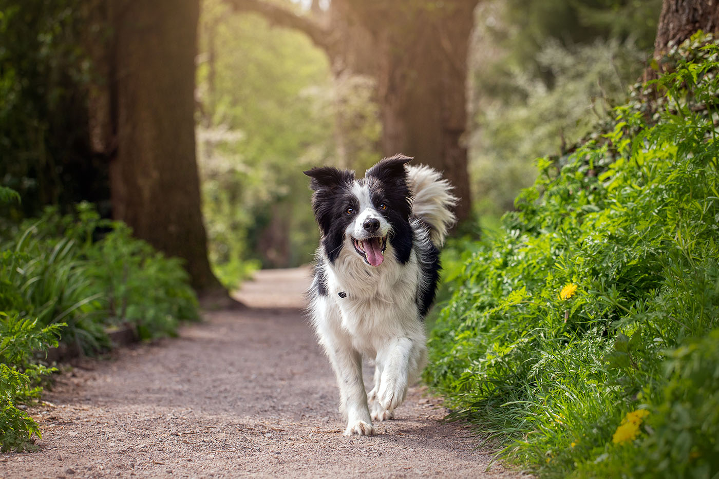 Pies rasy border collie na spacerze w lesie (Fot. Getty Images)