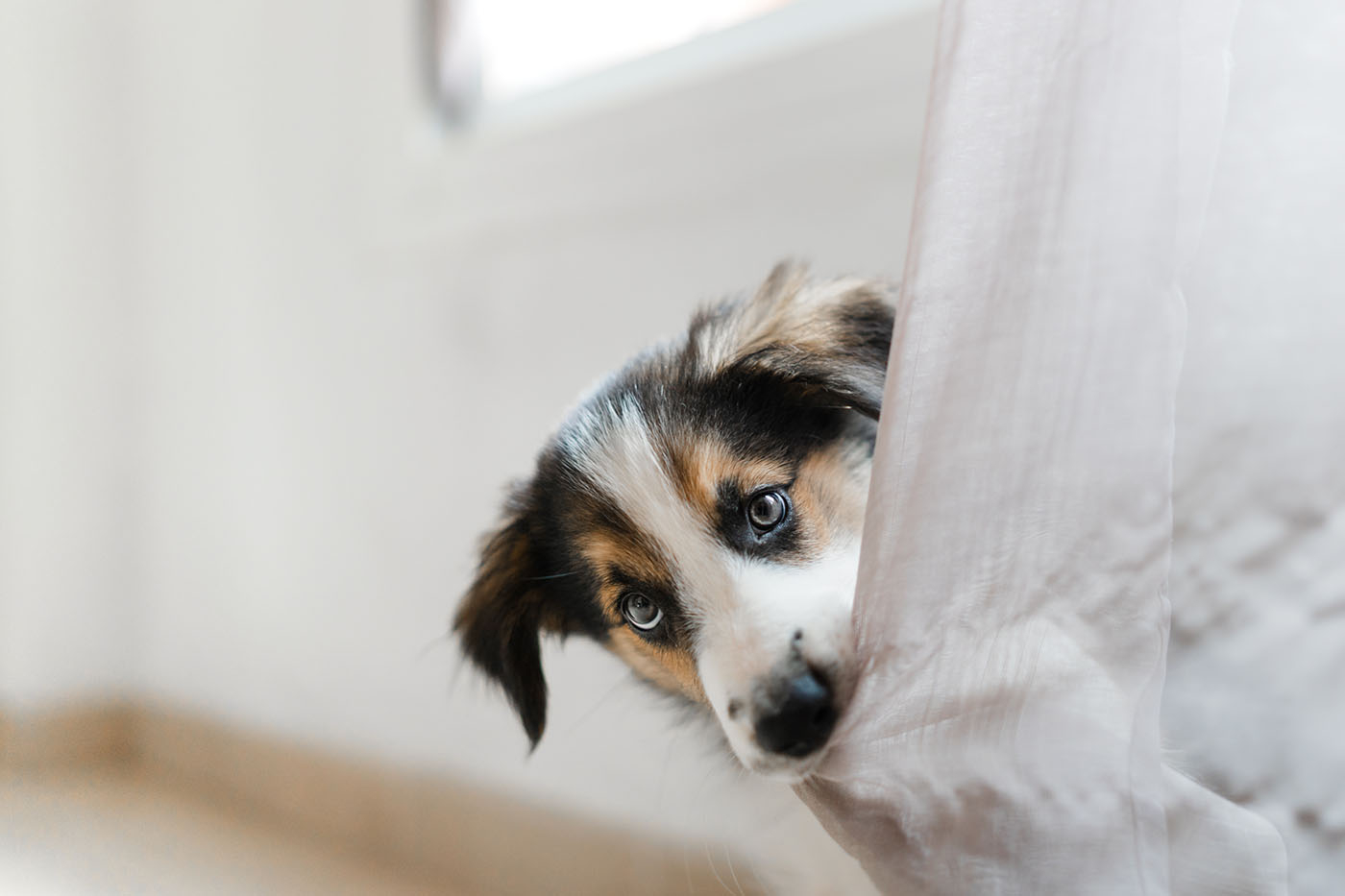 Szczeniak border collie gryzący zasłonę (Fot. Getty Images)