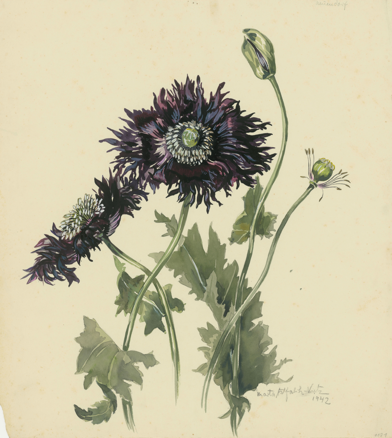 Marta Astfalck-Vietz, Poppy, c. 1942, © VG Bild-Kunst, Bonn 2025