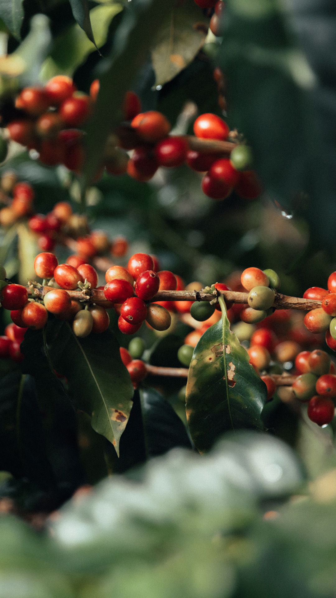 Nespresso, posiadające certyfikat B Corp™, współpracuje dziś z ponad 168 tysiącami rolników. / Fot. Materiały prasowe