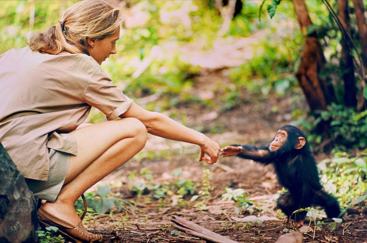 Jane Goodall (Fot. Allstar/NATIONAL GEOGRAPHIC STUDIOS/agefotostock/East News)