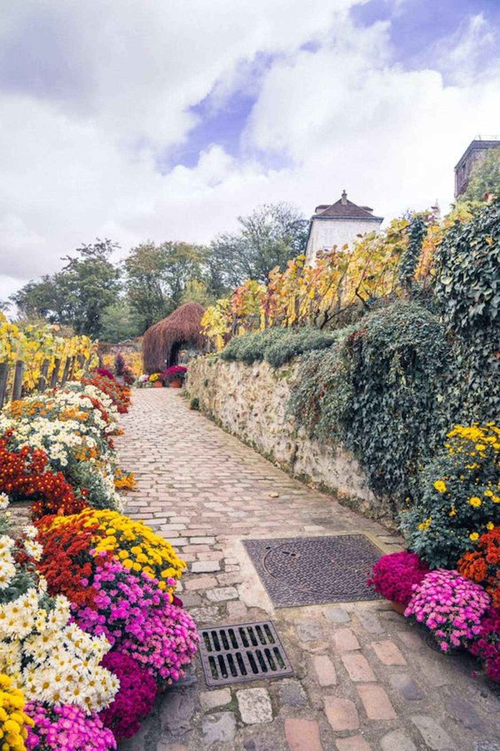 Winnica Clos Montmartre, ostatnia działająca winnica w Paryżu