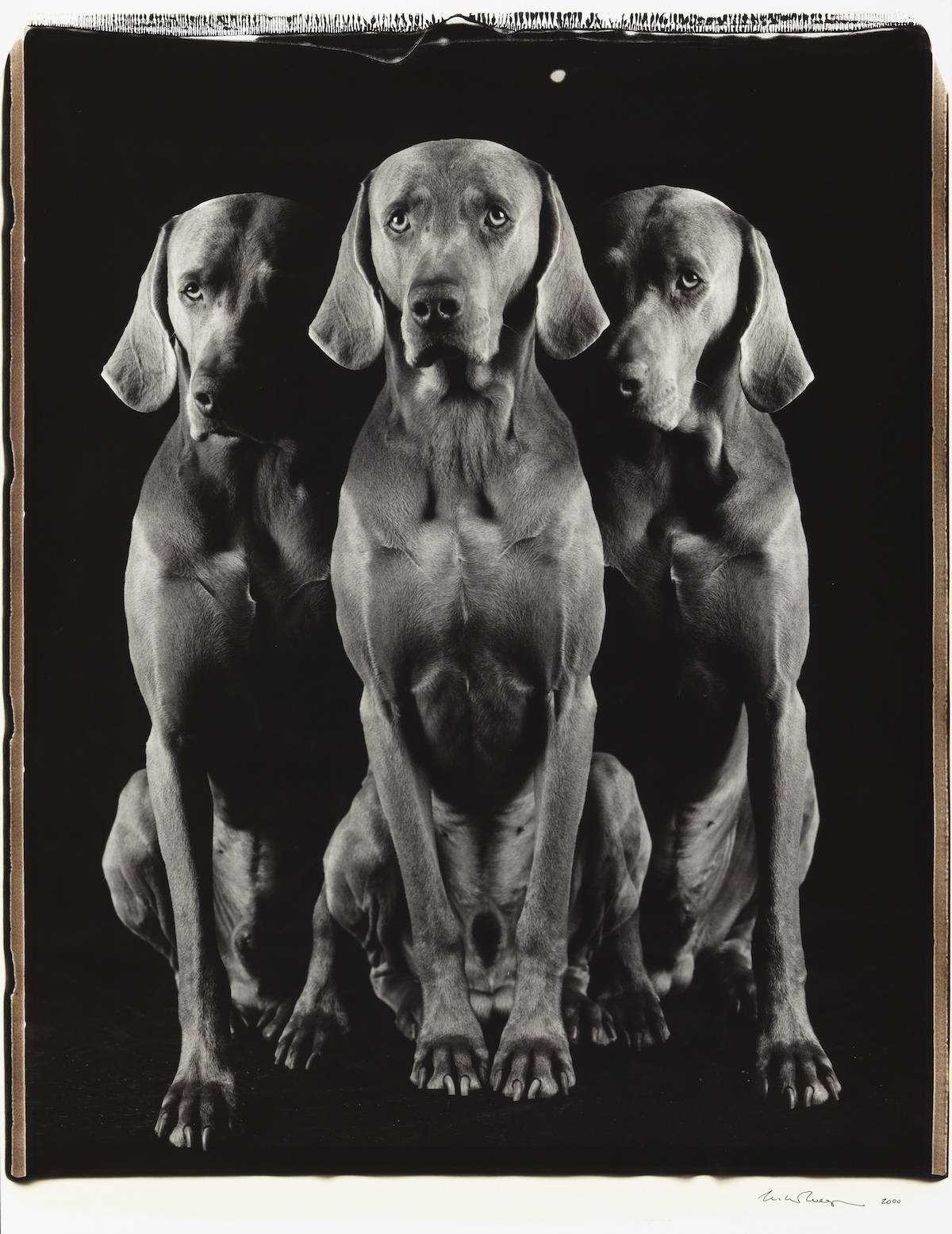 William Wegman Trio of One, 2000 color Polaroid 24 x 20 inches (61 x 51 cm) 35 x 26 1/2 inches (89 x 67 cm) frame, Sperone Westwater, New York 