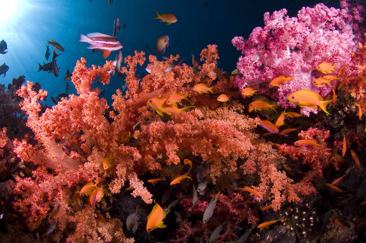Rafa koralowa na Oceanie Indyjskim