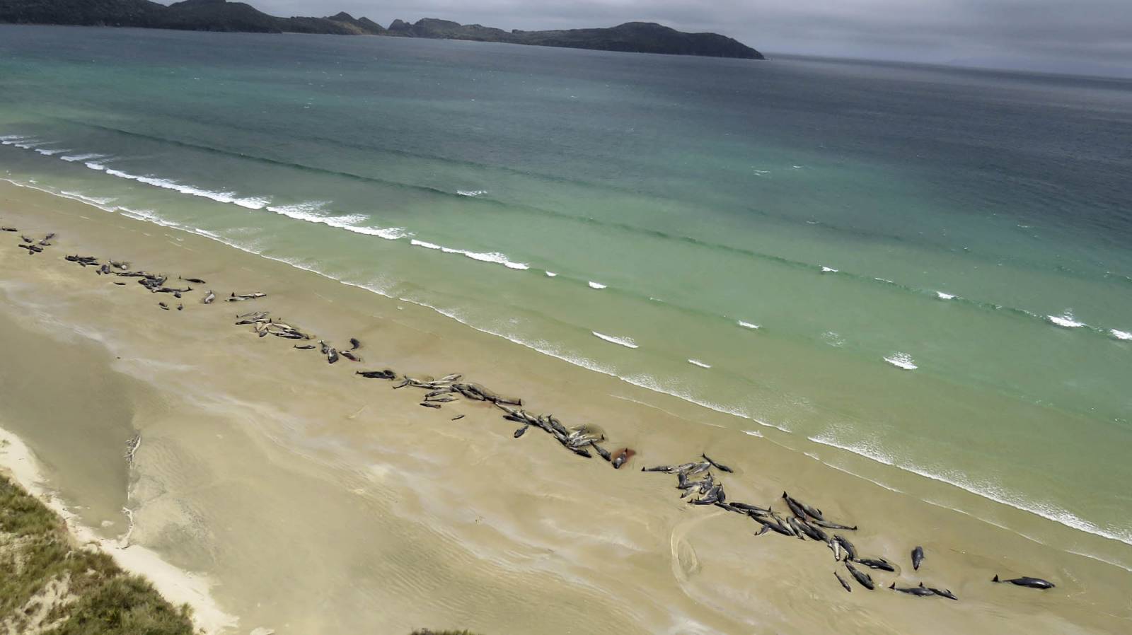 145 martwych wielorybów na plaży w Nowej Zelandii