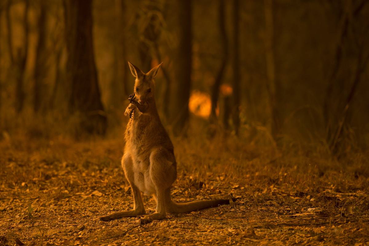 (Fot. Wolter Peeters/The Sydney Morning Herald via Getty Images)