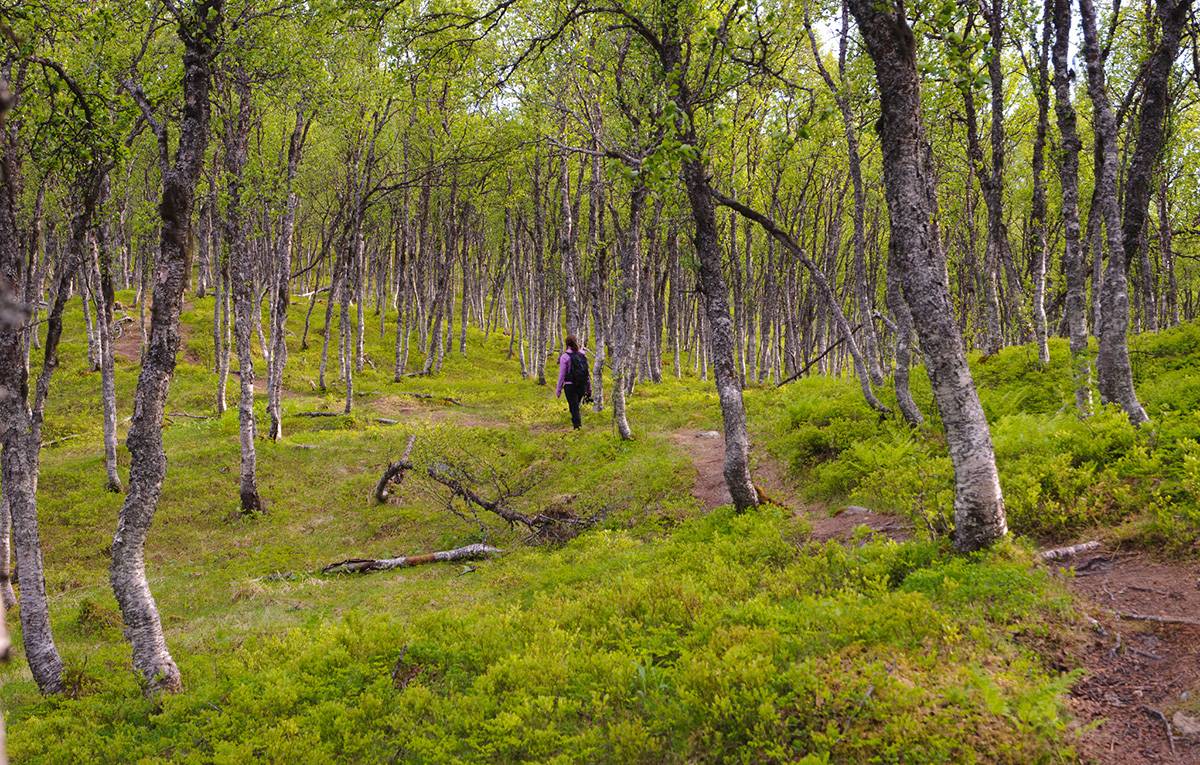 Las w Norwegii