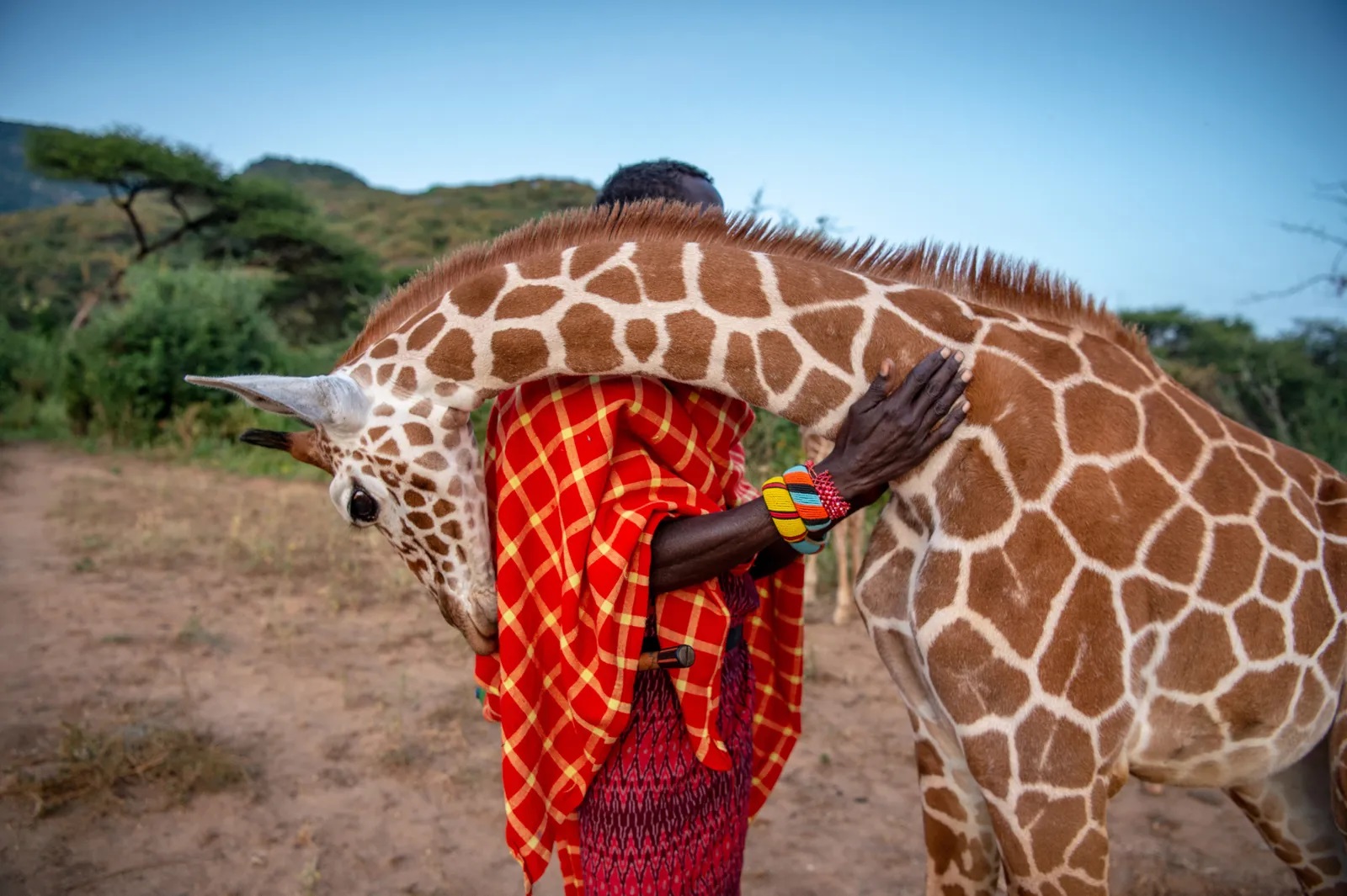 Zdjęcie autorstwa Ami Vitale @amivitale, Lekupania i żyrafa: osierocona młoda żyrafa siatkowana przytula się do opiekuna zwierząt z @sararacamp, Lekupanii. Żyrafa ta została poddana rehabilitacji i przywrócona do życia w naturze, podobnie jak wiele innych przed nią. Liczba żyjących obecnie żyraf siatkowanych wynosi mniej niż 16 000, a cała populacja żyraf w Afryce zmniejszyła się o 40 procent w ciągu trzech ostatnich dekad. Naukowcy podejmują się obecnie poważnych badań mających na celu zrozumienie, dlaczego żyrafy wymierają i co można zrobić, by zatrzymać ten proces. Dowiedz się więcej, obserwując @amivitale i @vital.impacts.