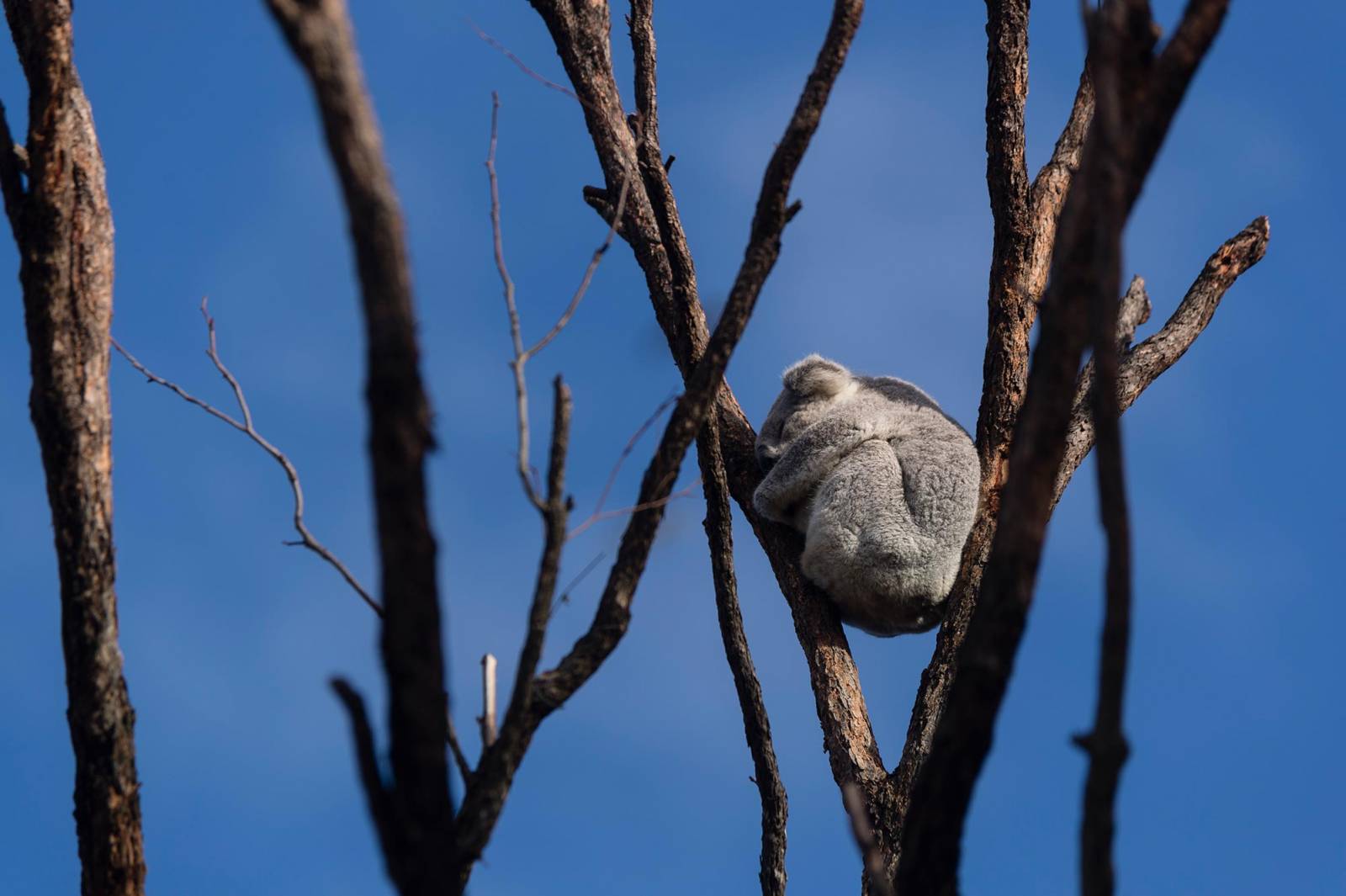 Ocalały koala na pogorzelisku (Fot. Getty Images)