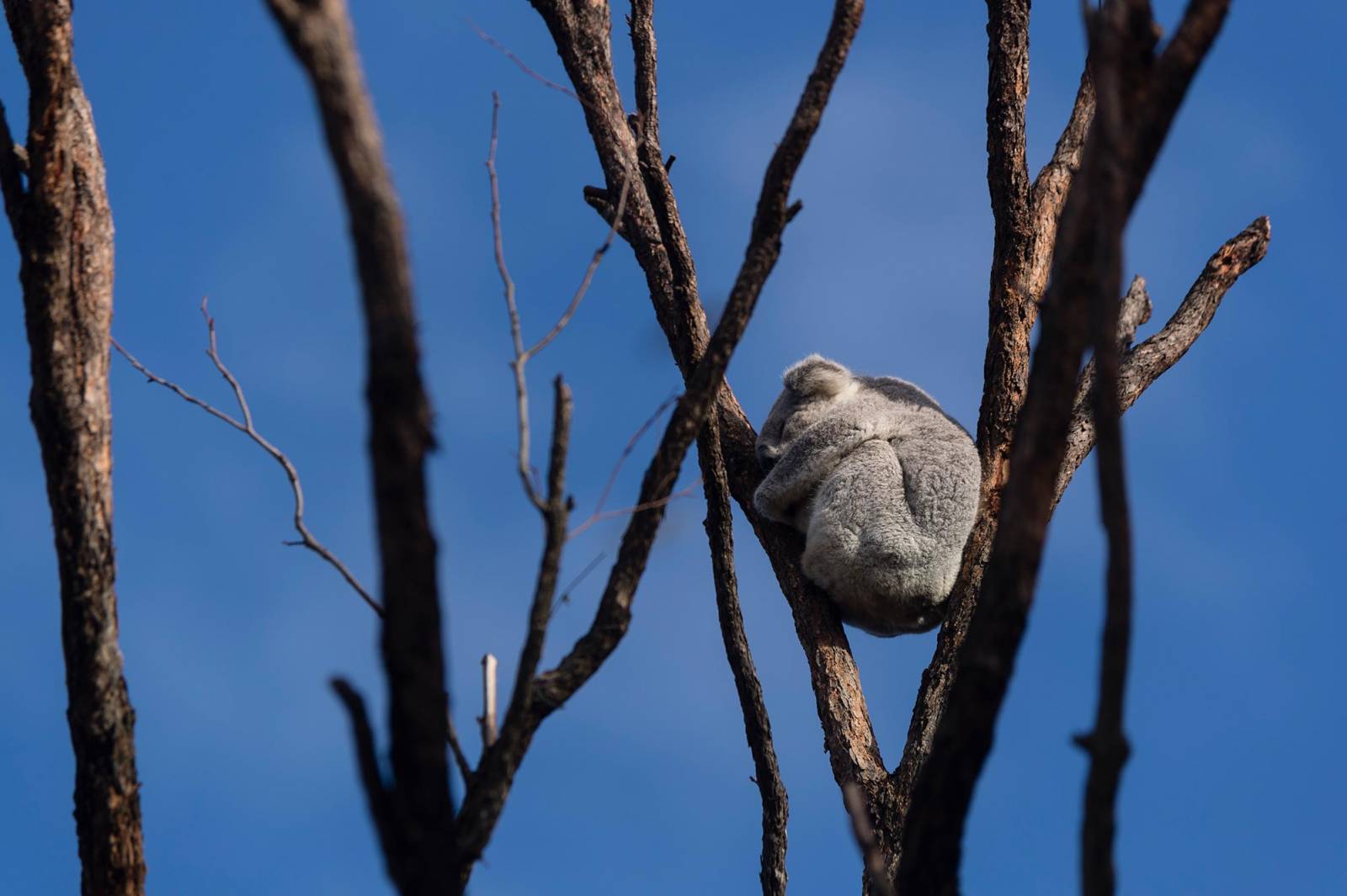Ocalały koala na pogorzelisku (Fot. Getty Images)