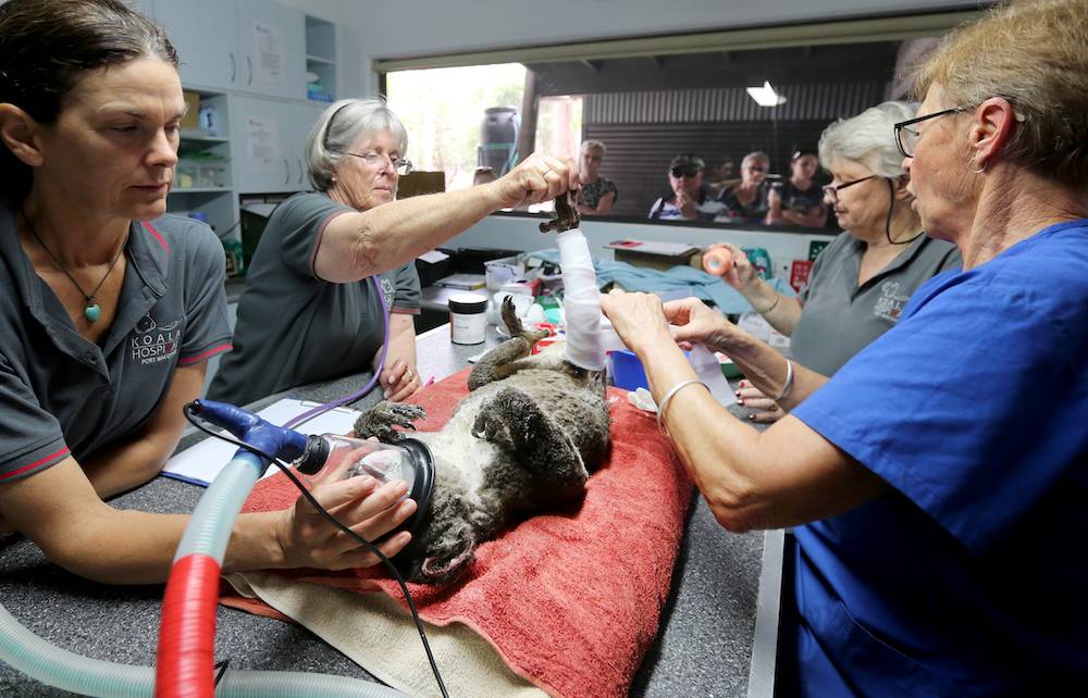 Koala poddawana leczeniu w szpitalu (Fot.Getty Images)