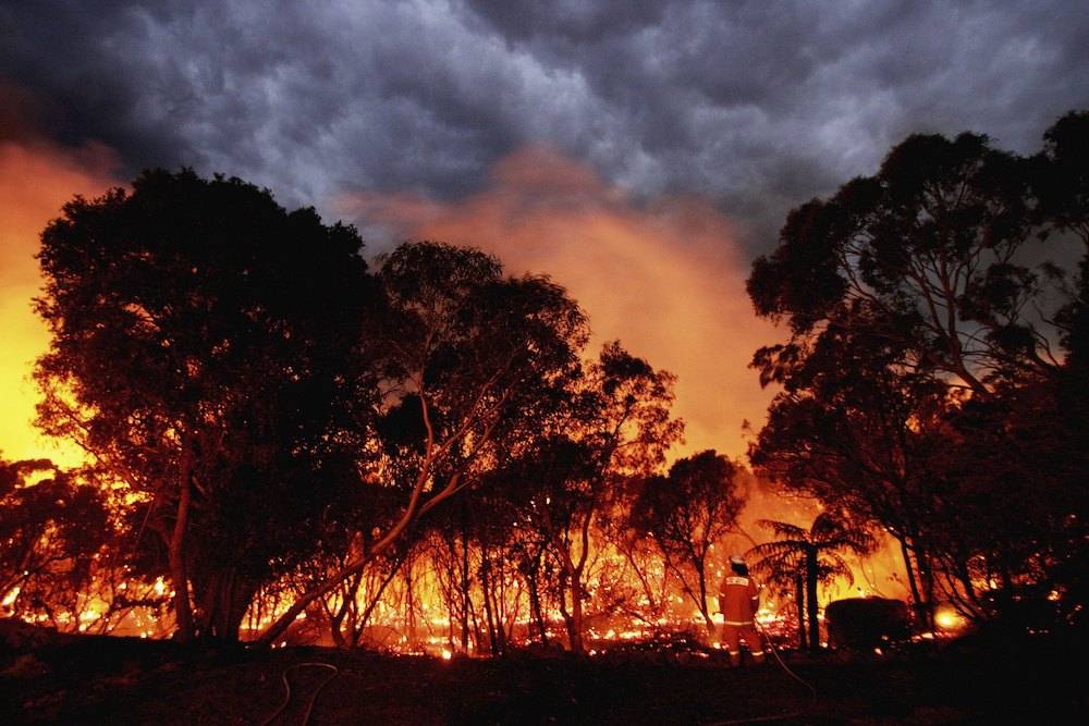 W Australii płoną hektary lasów (Fot. Getty Images)