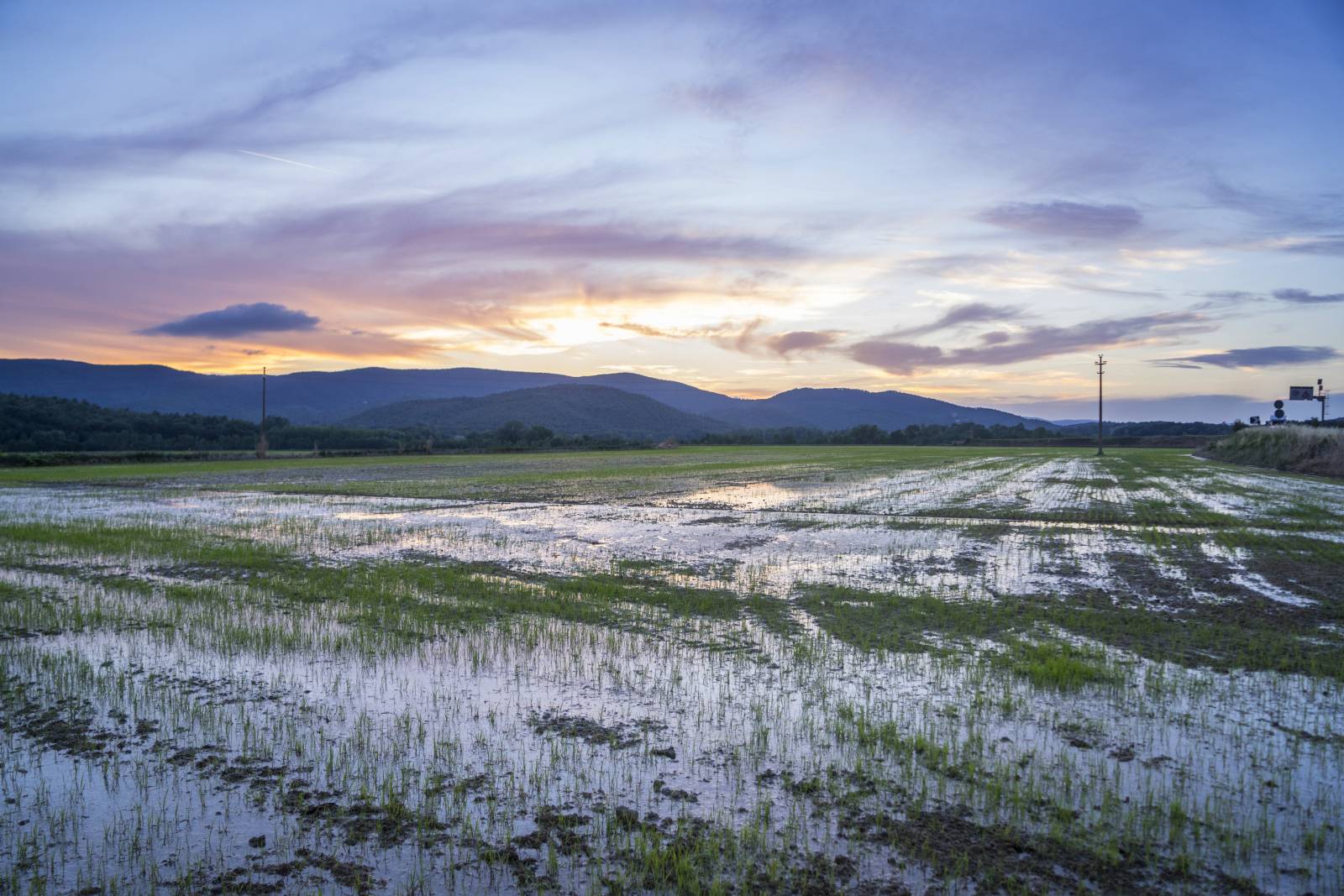 Pola ryżowe w Toskanii, fot. Getty Images