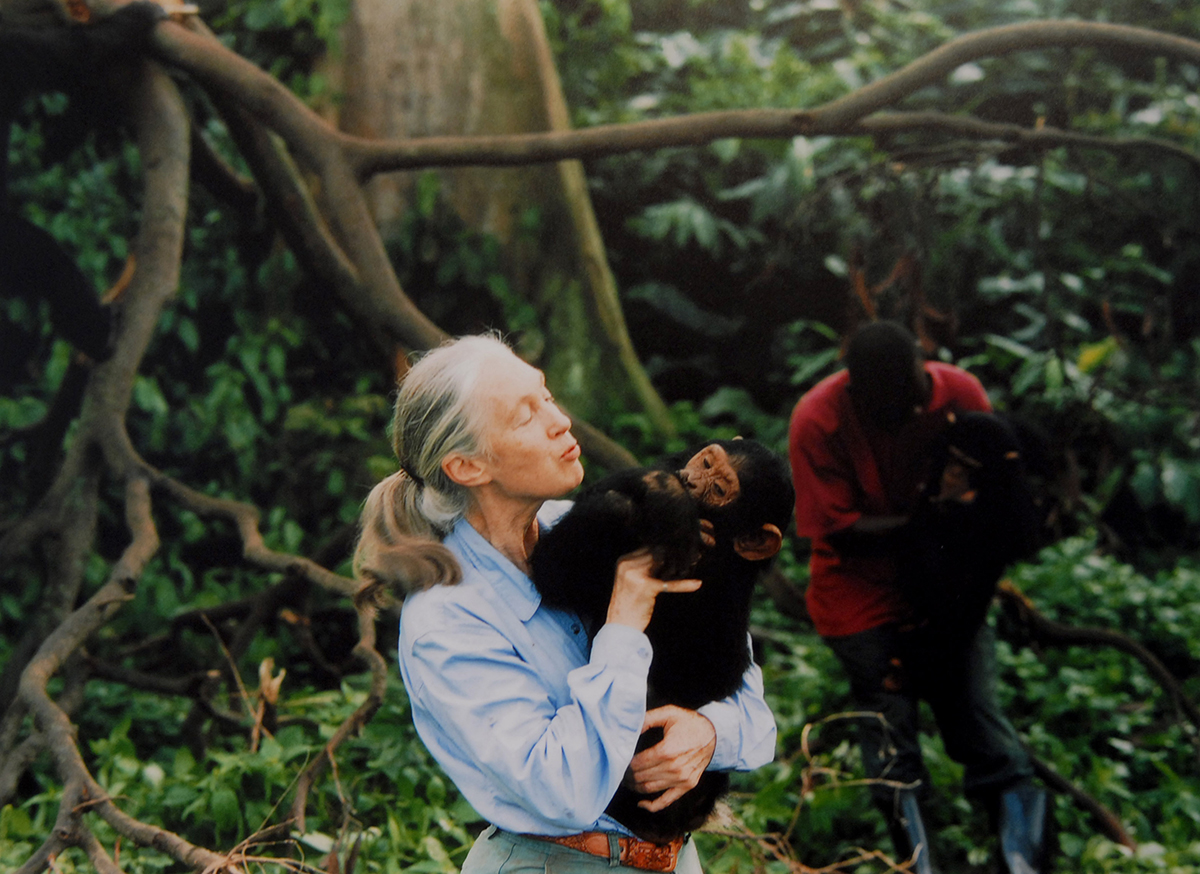 Jane Goodall (Fot. Getty Images)