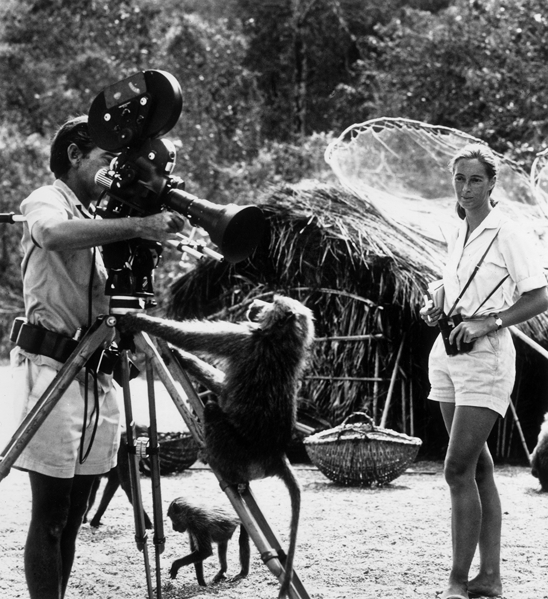 Jane Goodall (Fot. Getty Images)