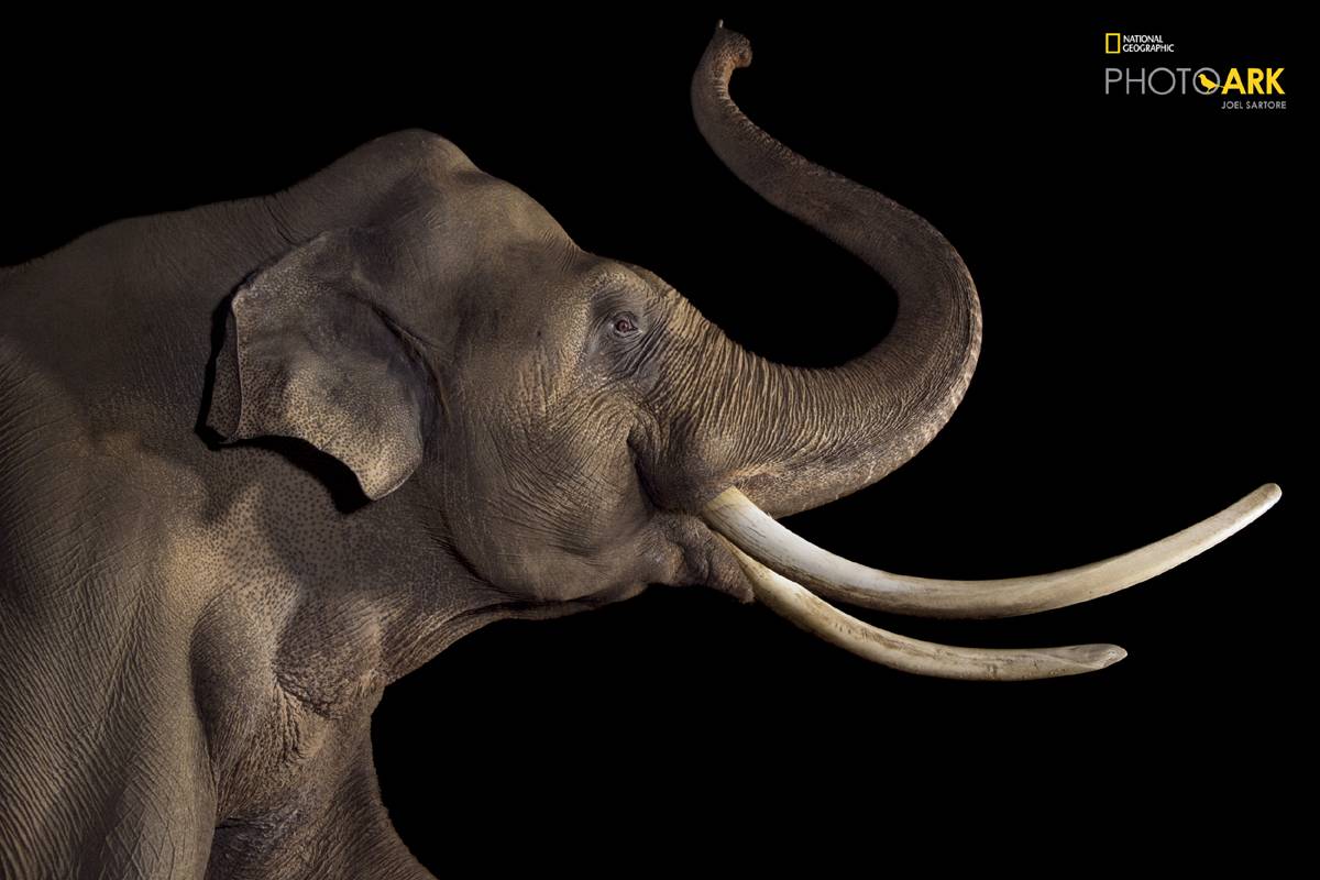 (Fot. Joel Sartore, Materiały prasowe)