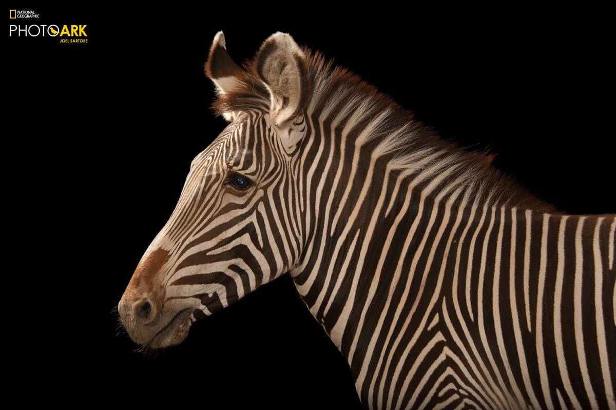 (Fot. Joel Sartore, Materiały prasowe)