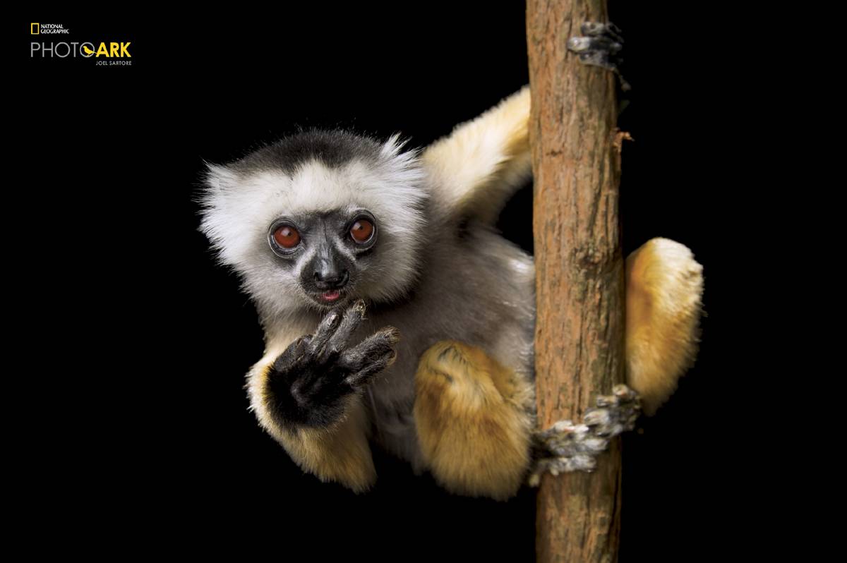 (Fot. Joel Sartore, Materiały prasowe)