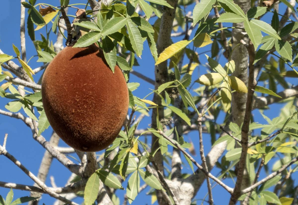 Baobab