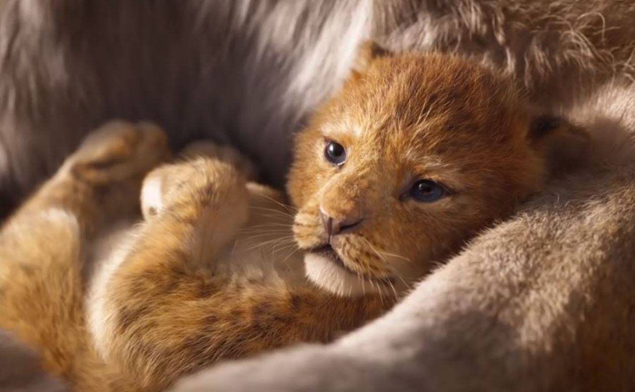 Kadr z filmu „Król lew” (Fot. Materiały prasowe)