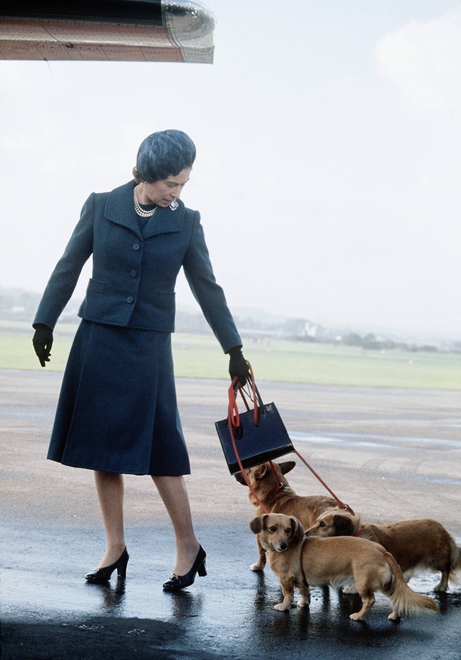 Królowa Elżbieta II z ukochanymi psami / Fot. Getty Images