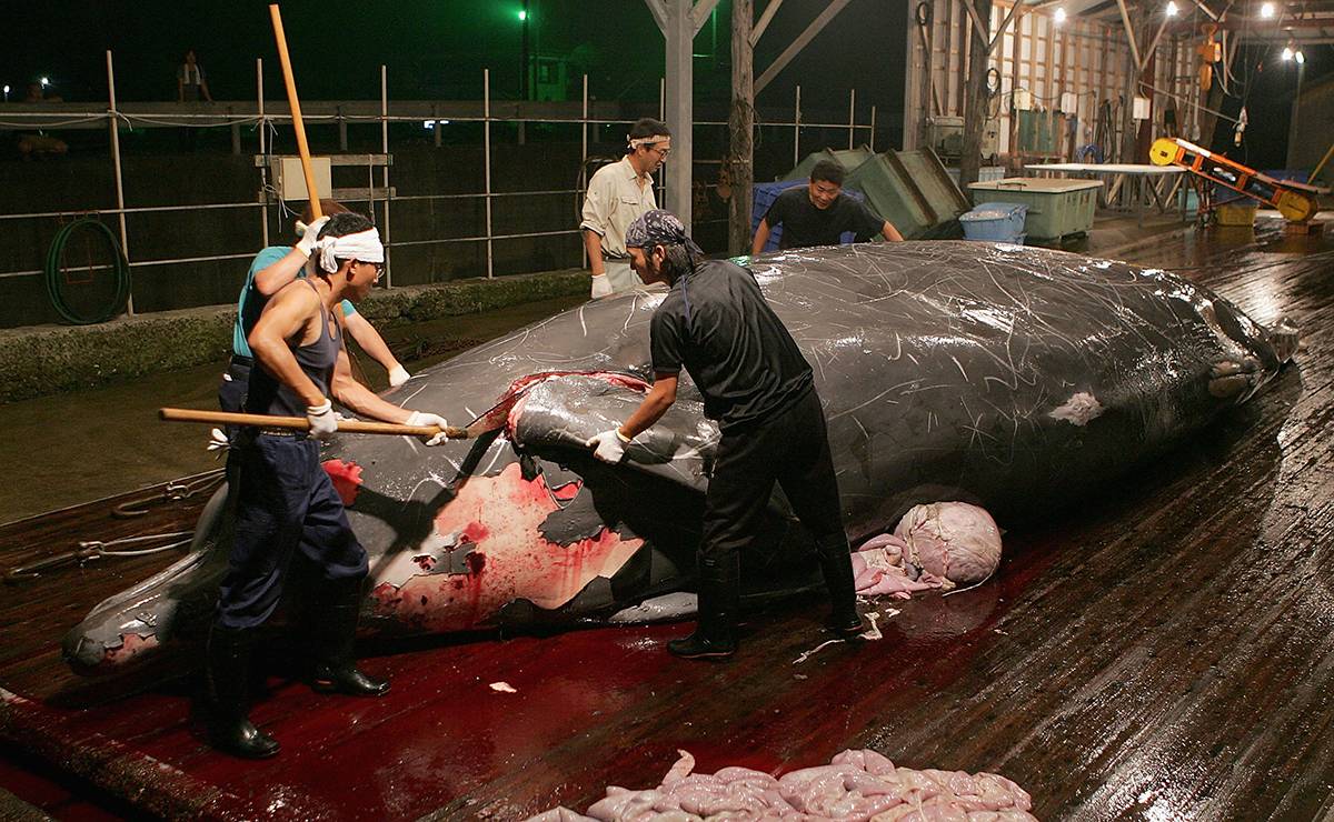 Japończycy oczyszczający mięso z wieloryba (Fot. Koichi Kamoshida/Getty Images)