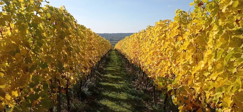 Winnica Mickiewicz, Fot. dzięki uprzejmości winnicy